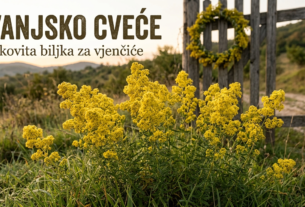 ivanjansko cvece, ivanjska trava, lekovita svojstva, ivandanski venac, ivanjdan, caj od ivanjskog cveca, branje i susenje bilja, prirodni lek za stitnu zlezdu
