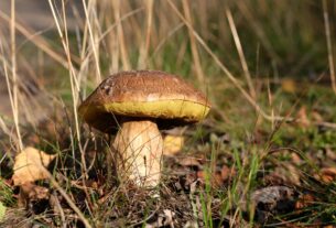Vrganj-Boletus