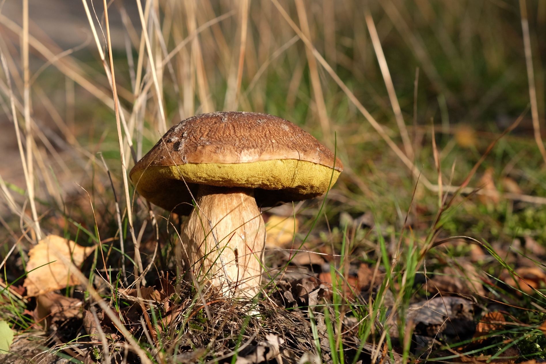 Vrganj-Boletus